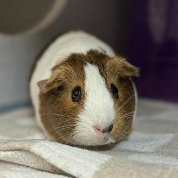 Rescue Guinea Pig Guinea Pigs for Adoption in Waterloo, Iowa - Chili & Cocoa | PetCurious